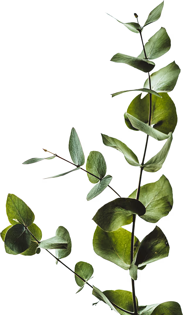 Rami di eucalipto decorativi